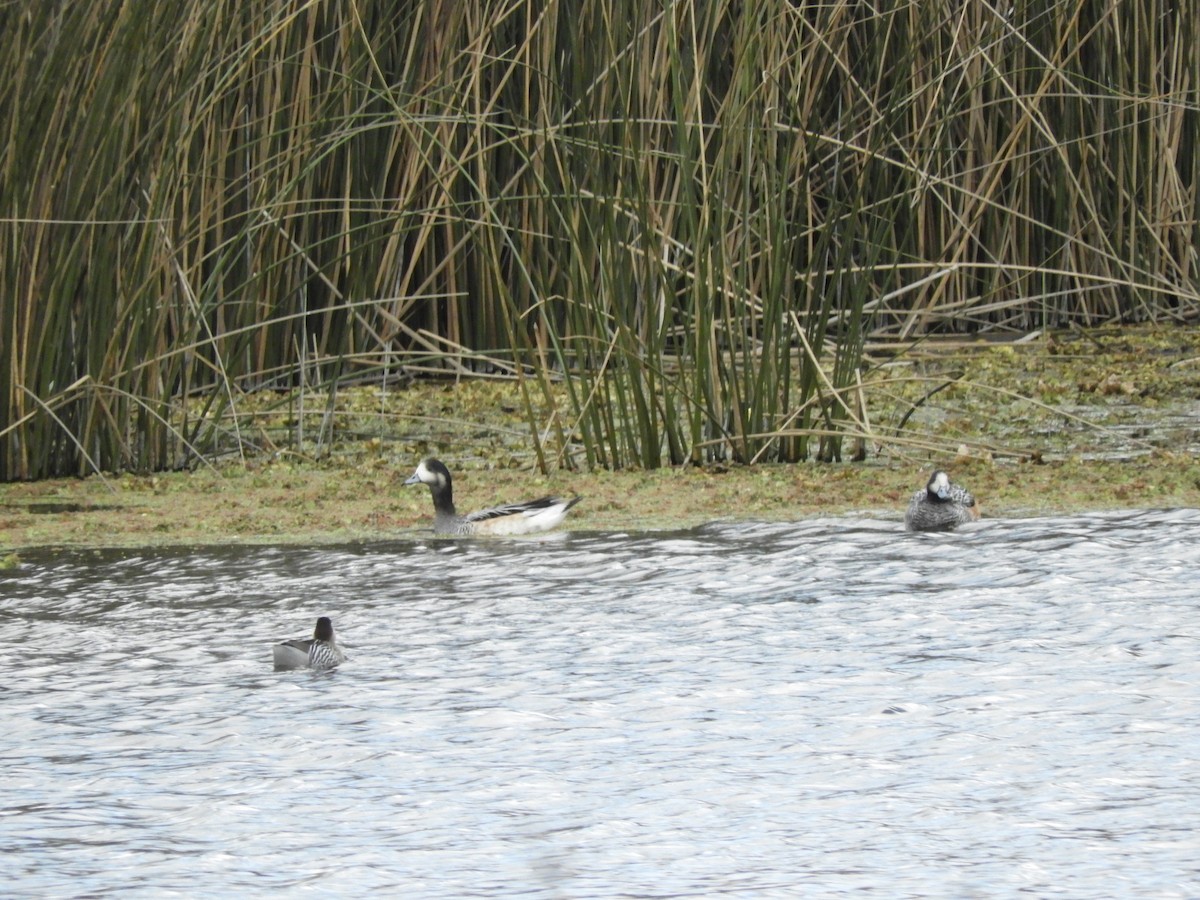 Chiloe Wigeon - ML640849657