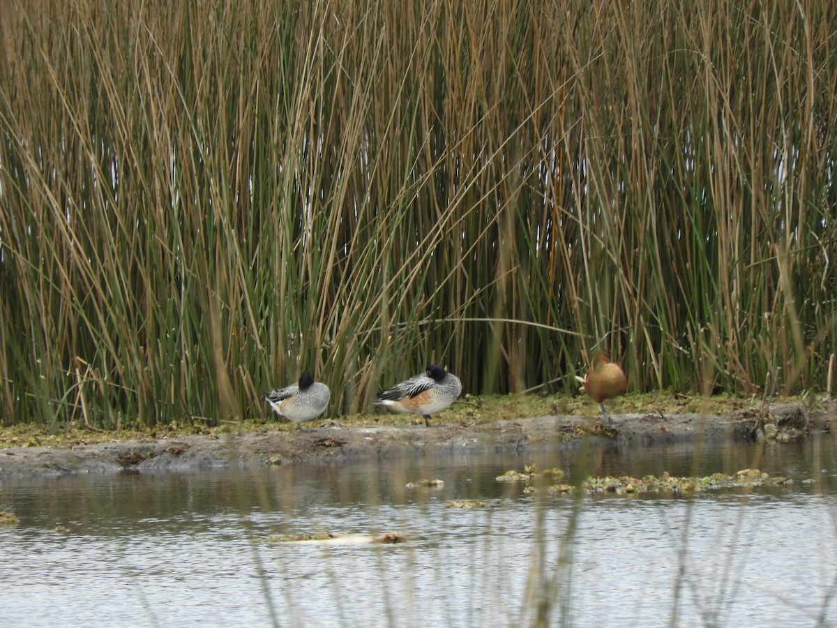 Chiloe Wigeon - ML640849658