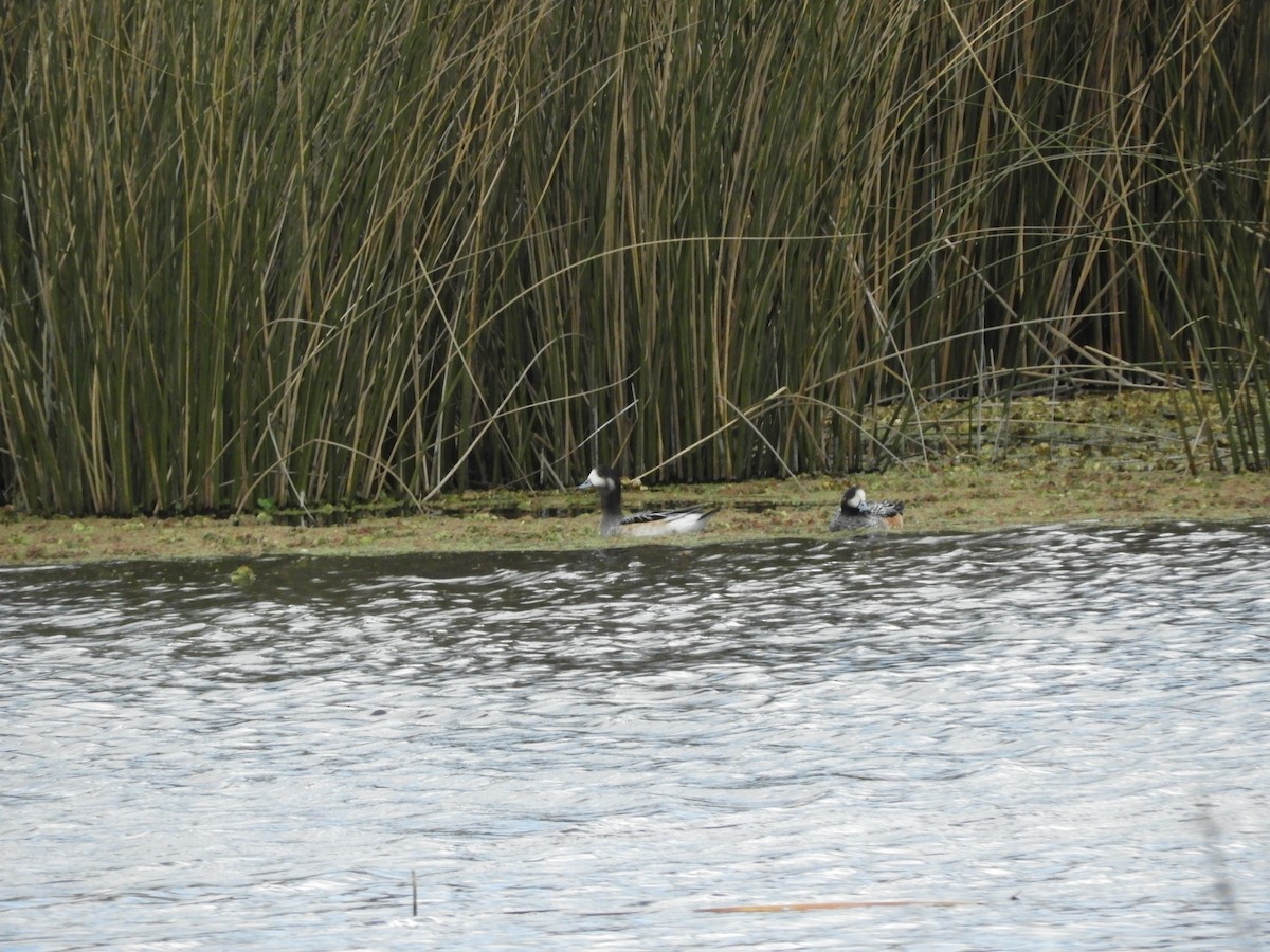 Chiloe Wigeon - ML640849661