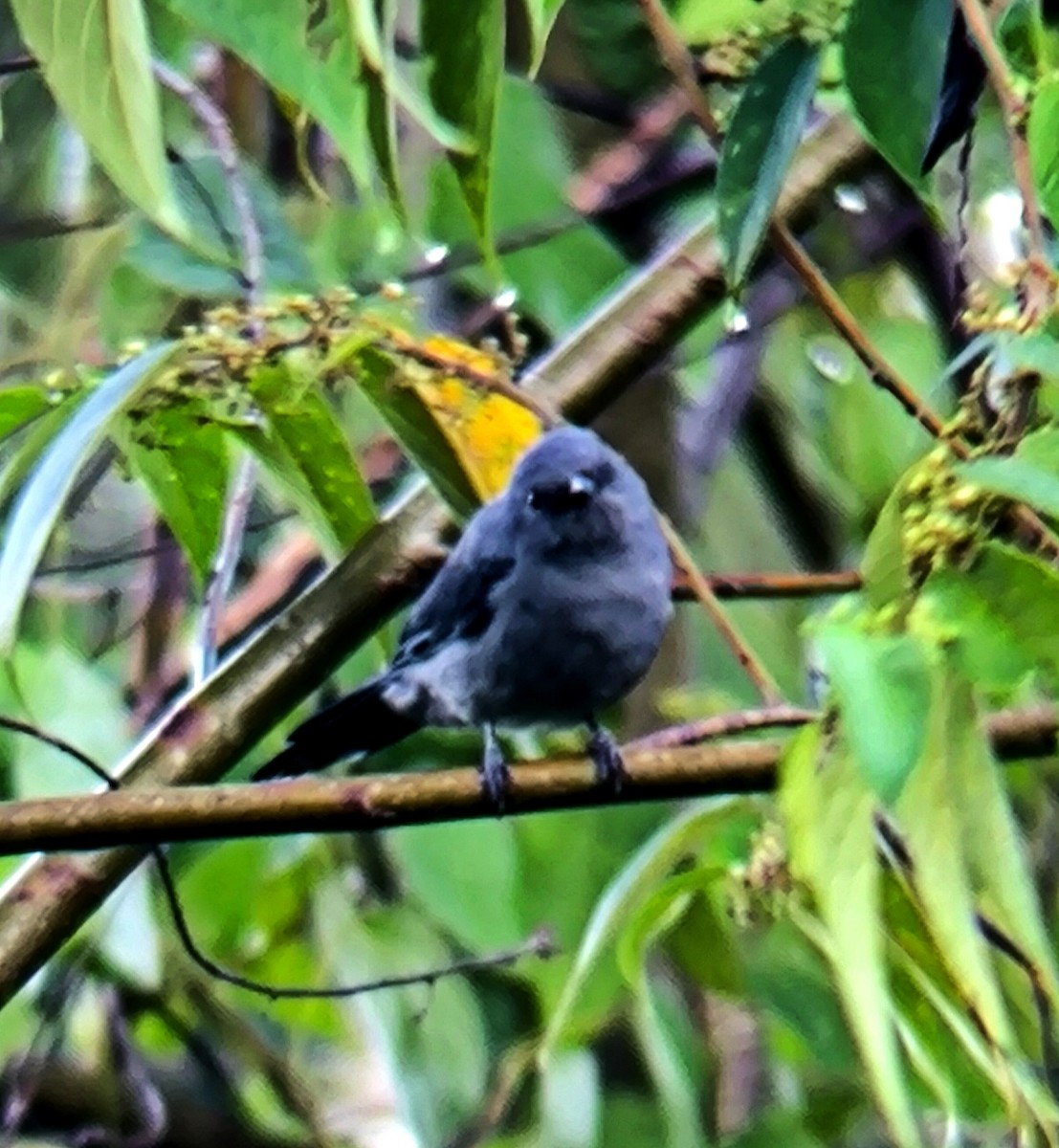 Lesser Cuckooshrike - ML640849754