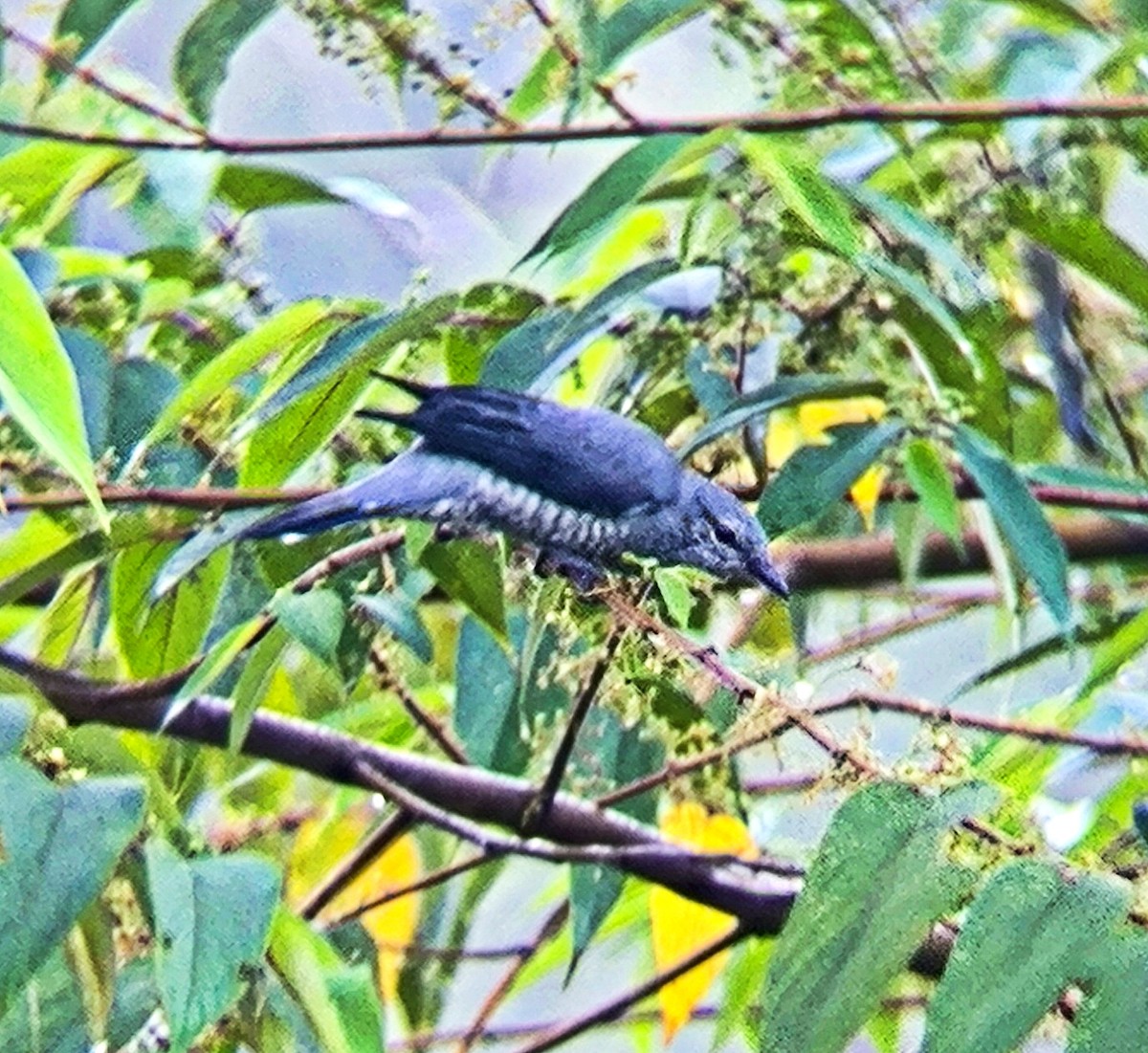 Lesser Cuckooshrike - ML640849755
