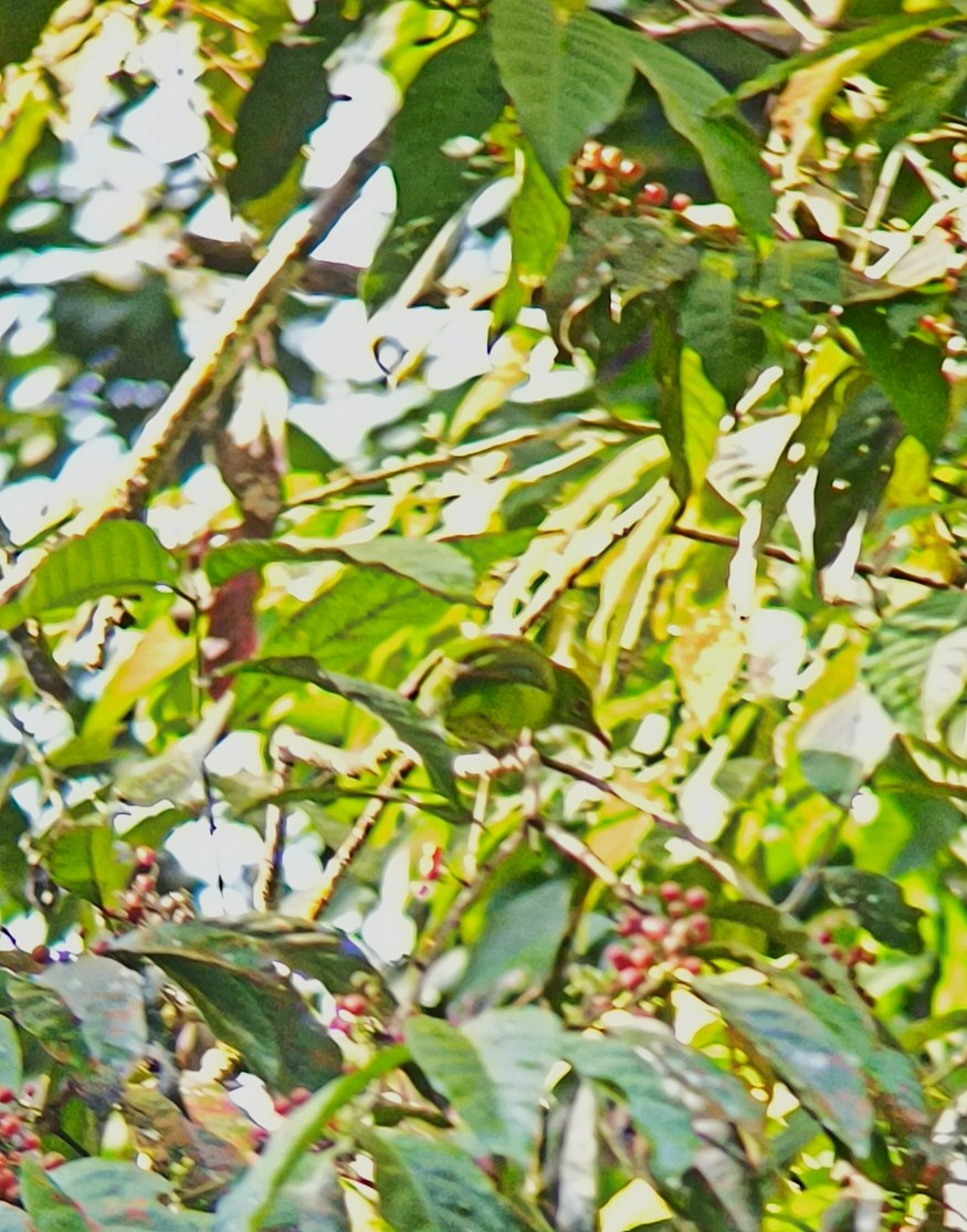 Greater Green Leafbird - ML640849766