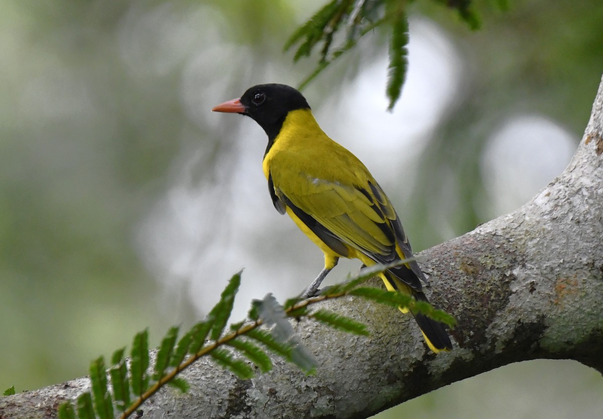 Black-winged Oriole - ML640849773