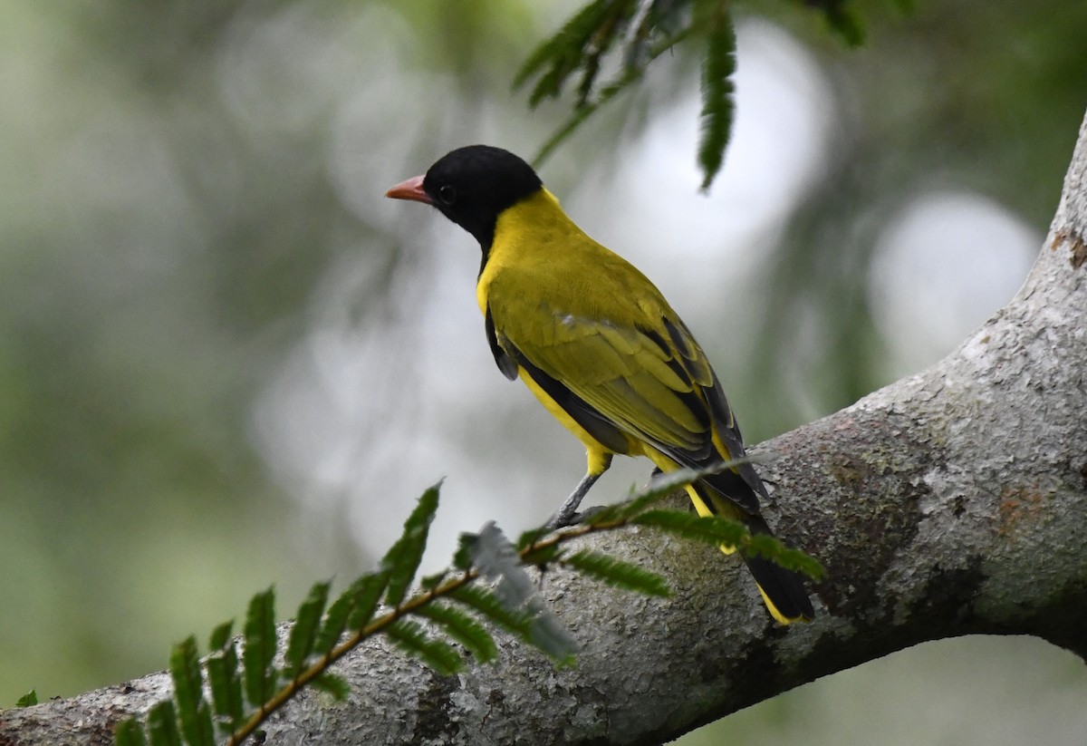 Black-winged Oriole - ML640849782