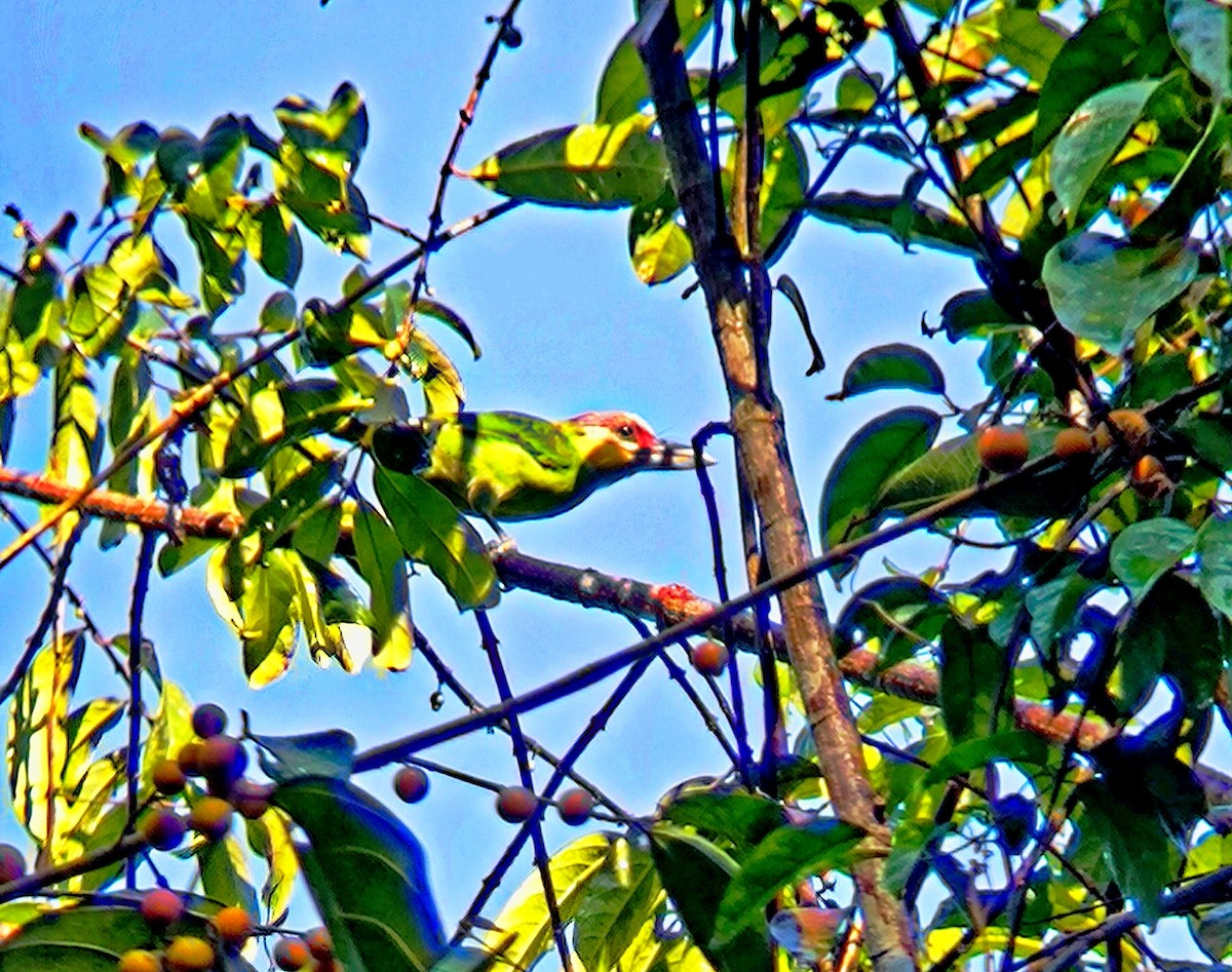 Gold-whiskered Barbet - ML640849825