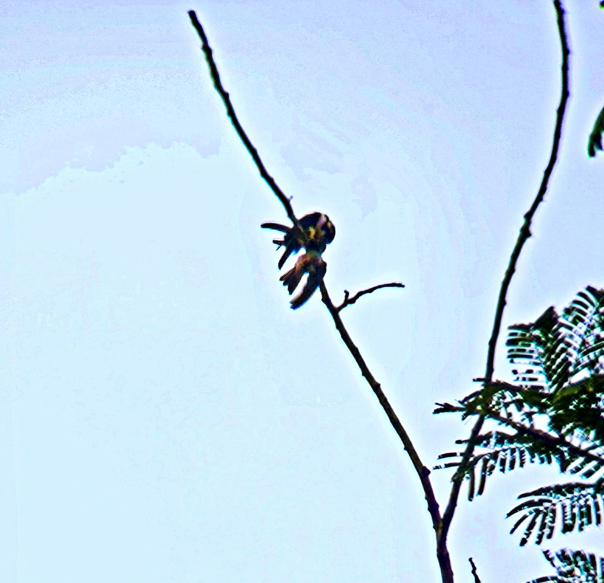 Black-thighed Falconet - ML640849834