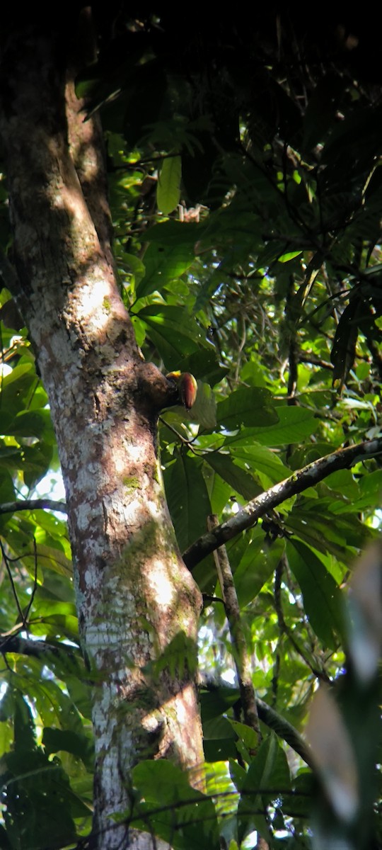 Crimson-winged Woodpecker - ML640849841