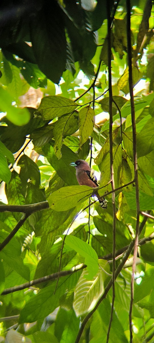Banded Broadbill - ML640849864