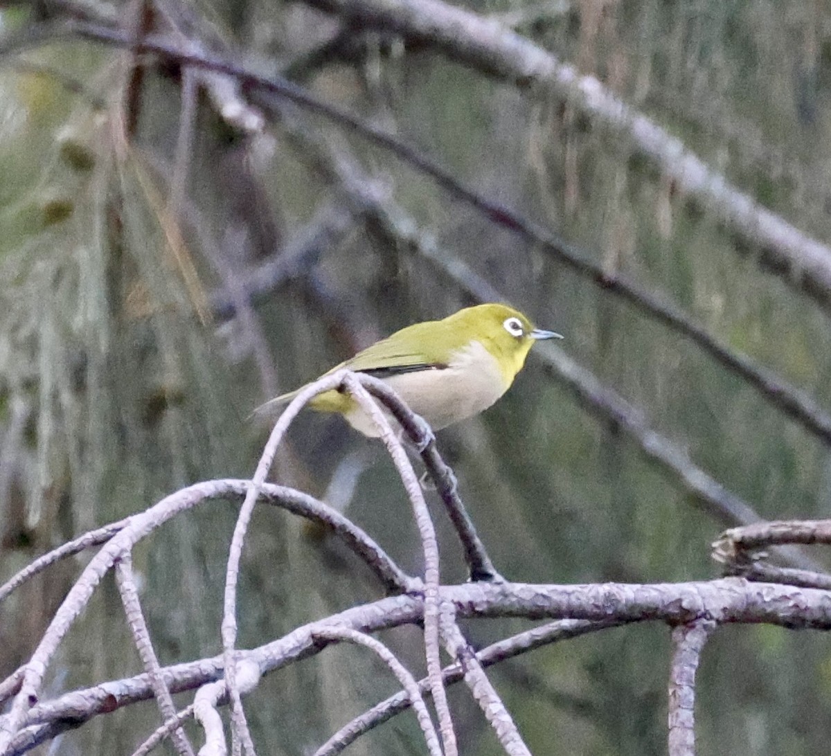 Japanbrillenvogel - ML640849899