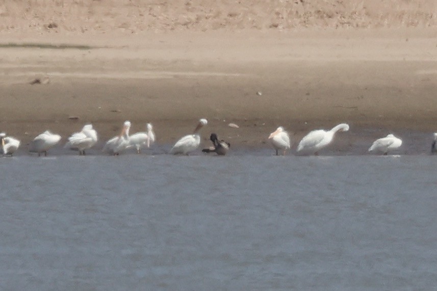 Brown Pelican - ML640849906