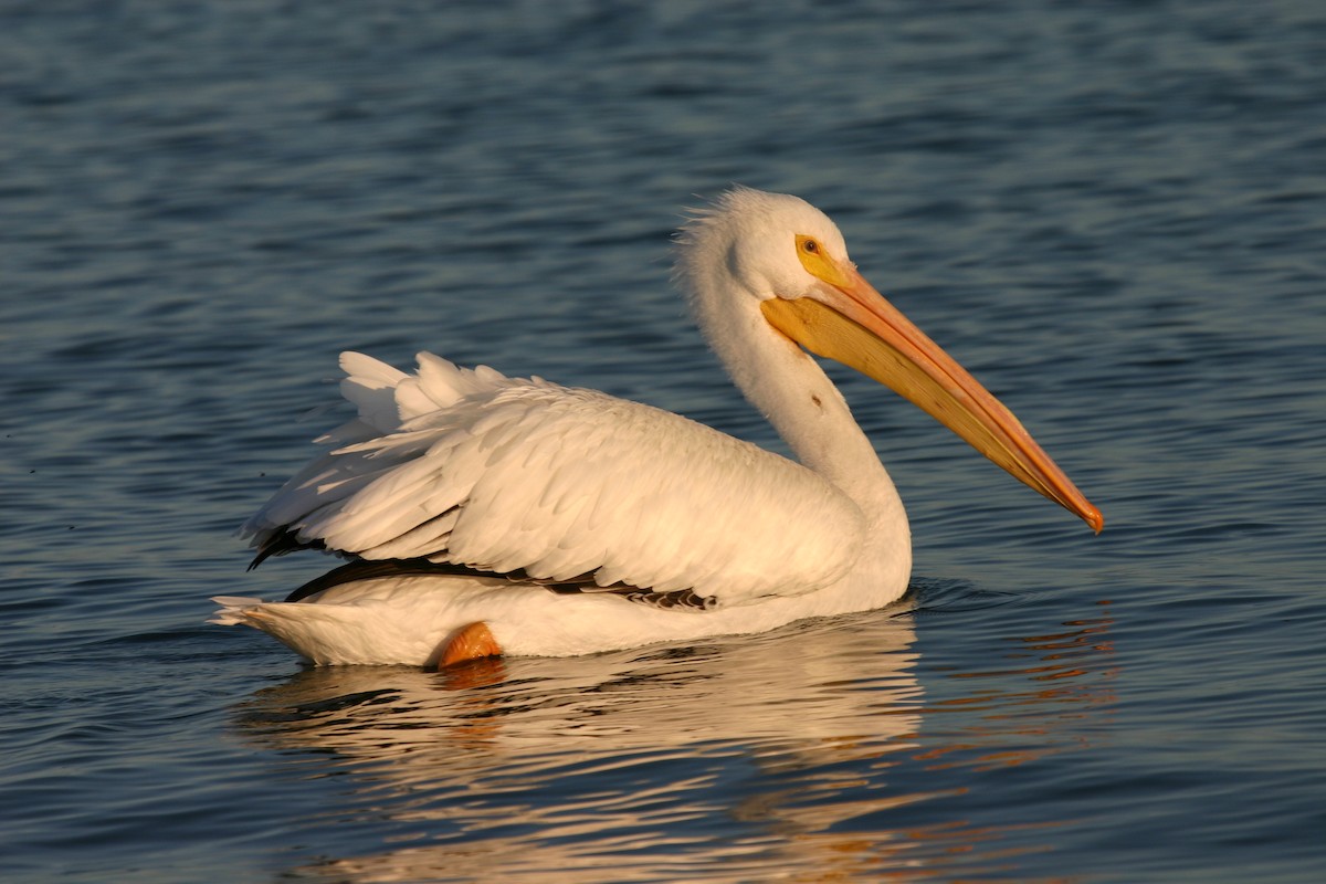 American White Pelican - ML640849949