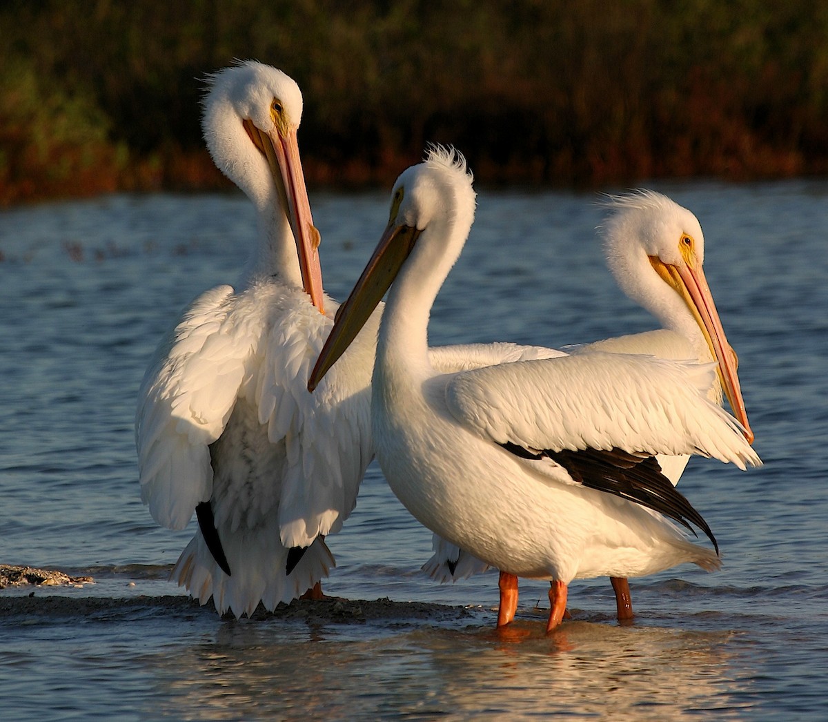 American White Pelican - ML640849953