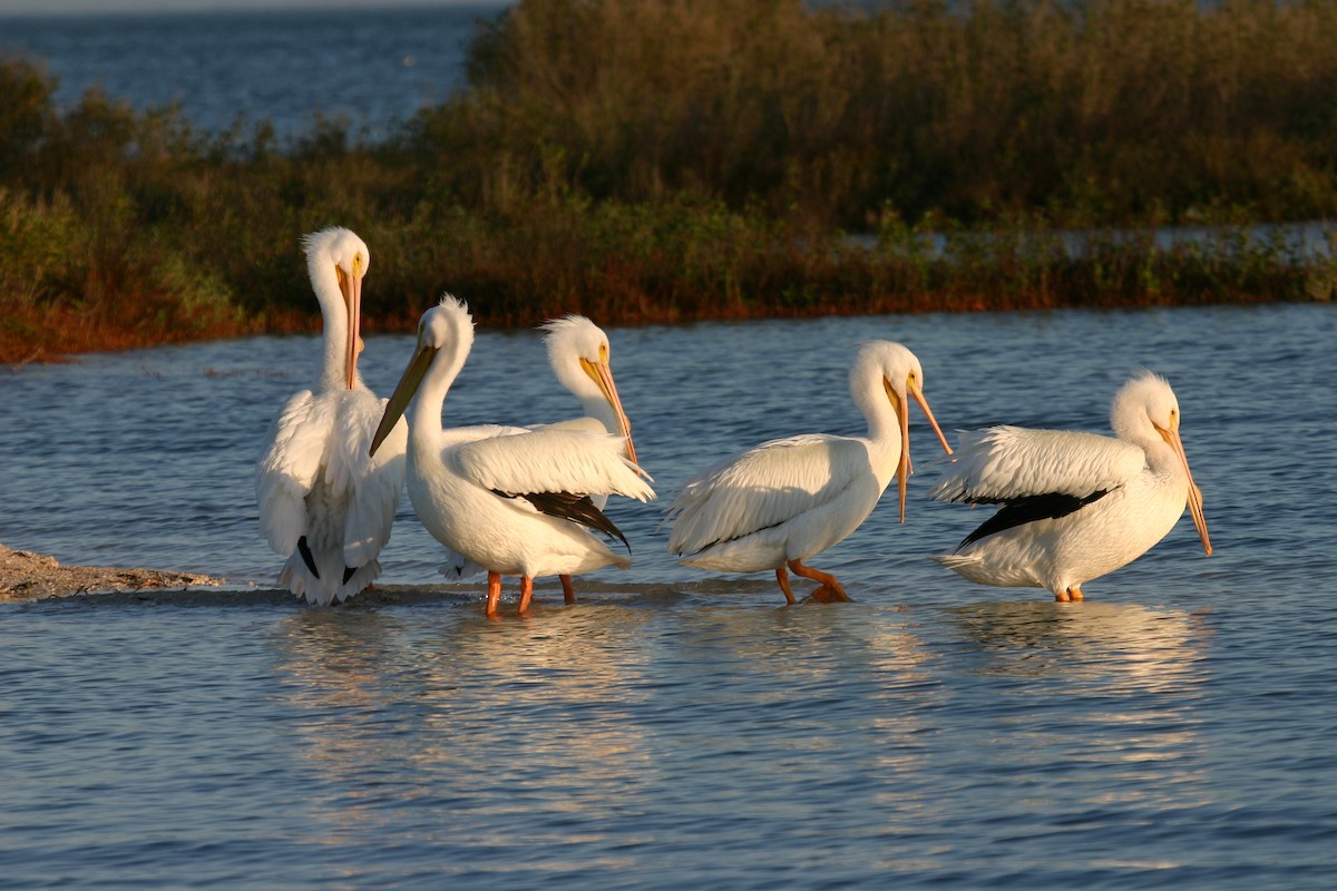American White Pelican - ML640849961