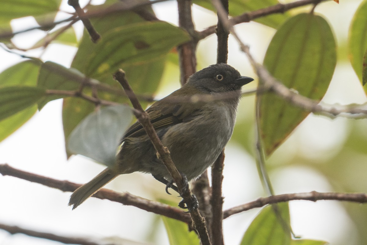 Dusky Chlorospingus - ML640850023