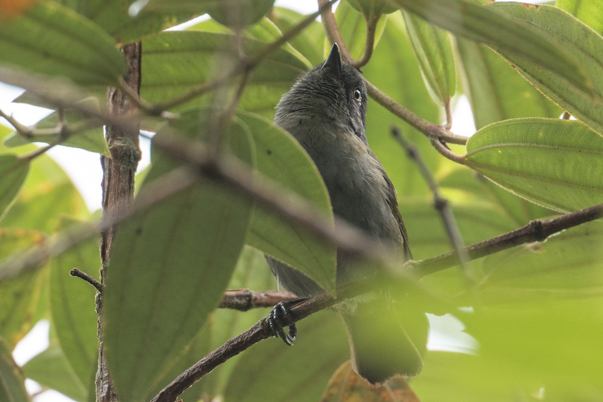 Dusky Chlorospingus - ML640850030