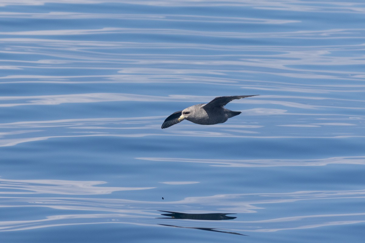 Northern Fulmar (Pacific) - ML640850061
