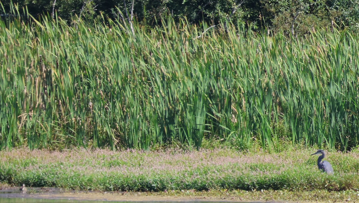 Great Blue Heron - ML640850105