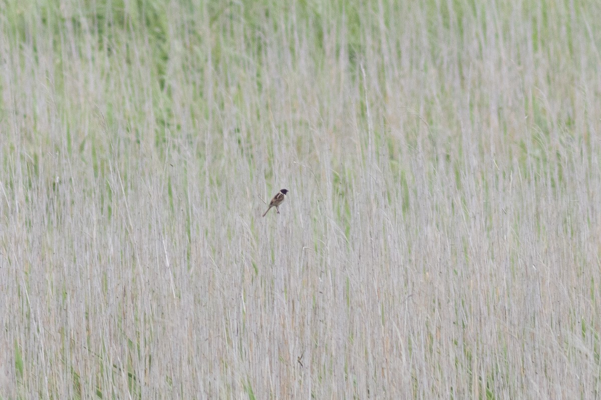 Ochre-rumped Bunting - ML640850124