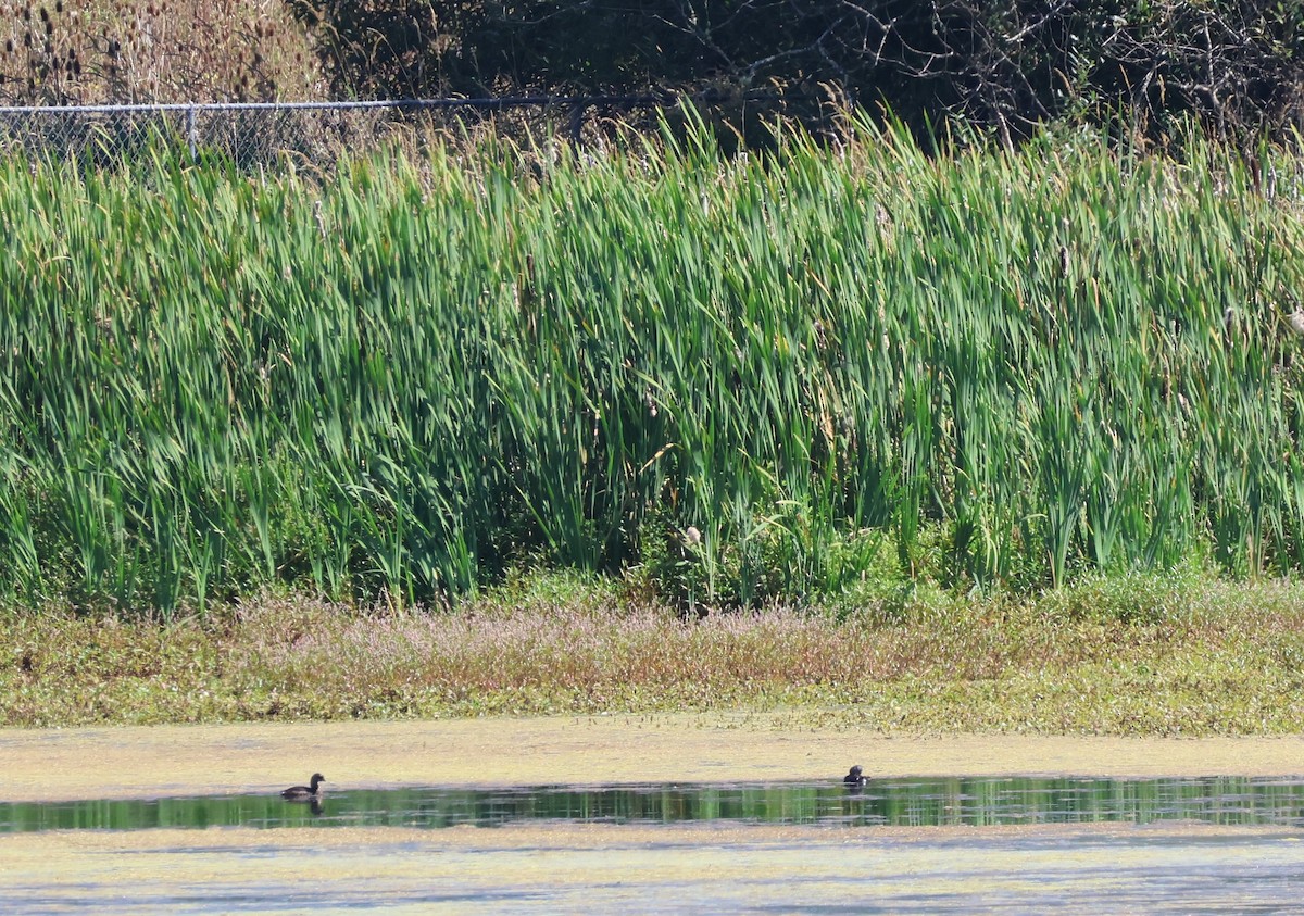Pied-billed Grebe - ML640850127