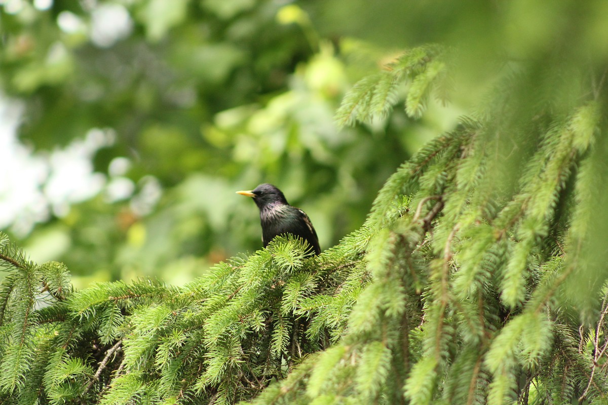 European Starling - ML640850129