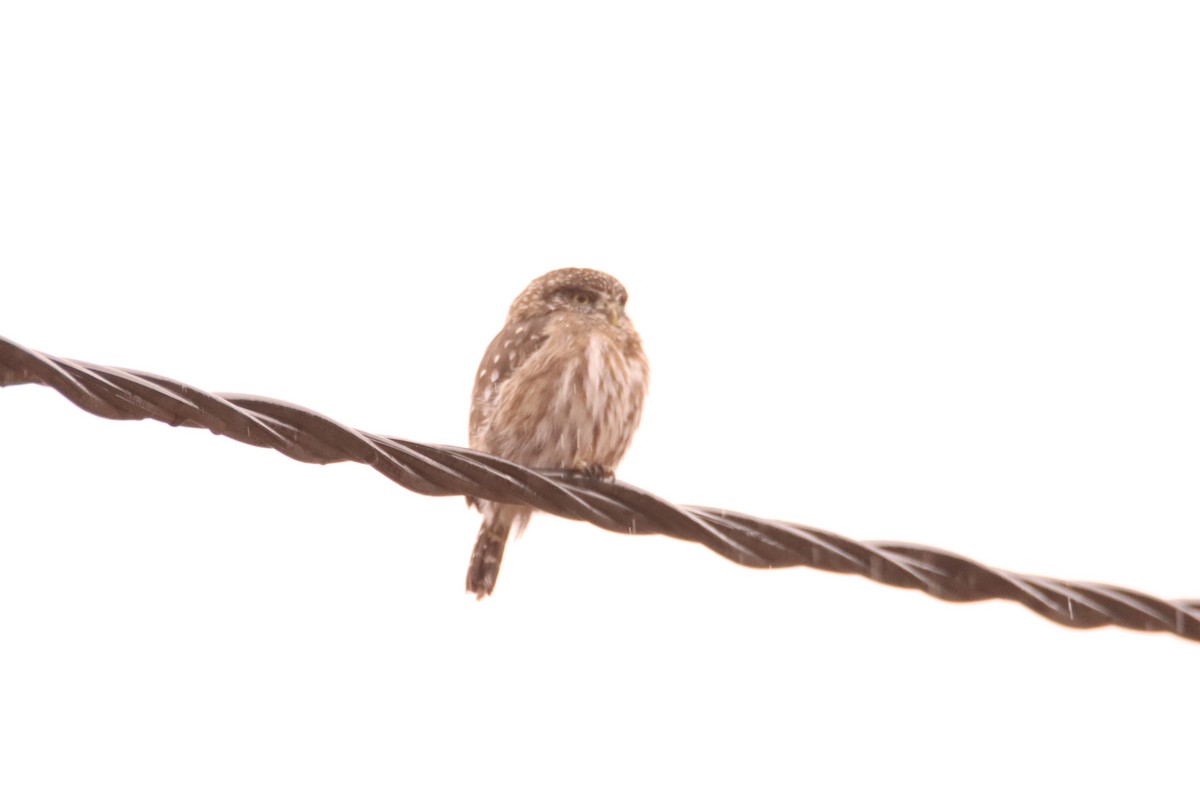 Peruvian Pygmy-Owl - ML640850142