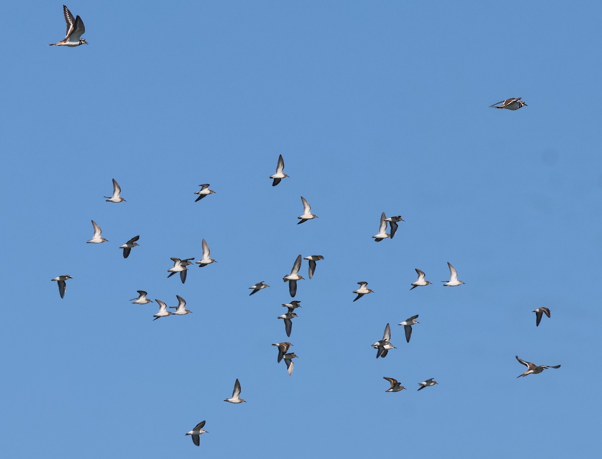 Bergstrandläufer - ML640850163