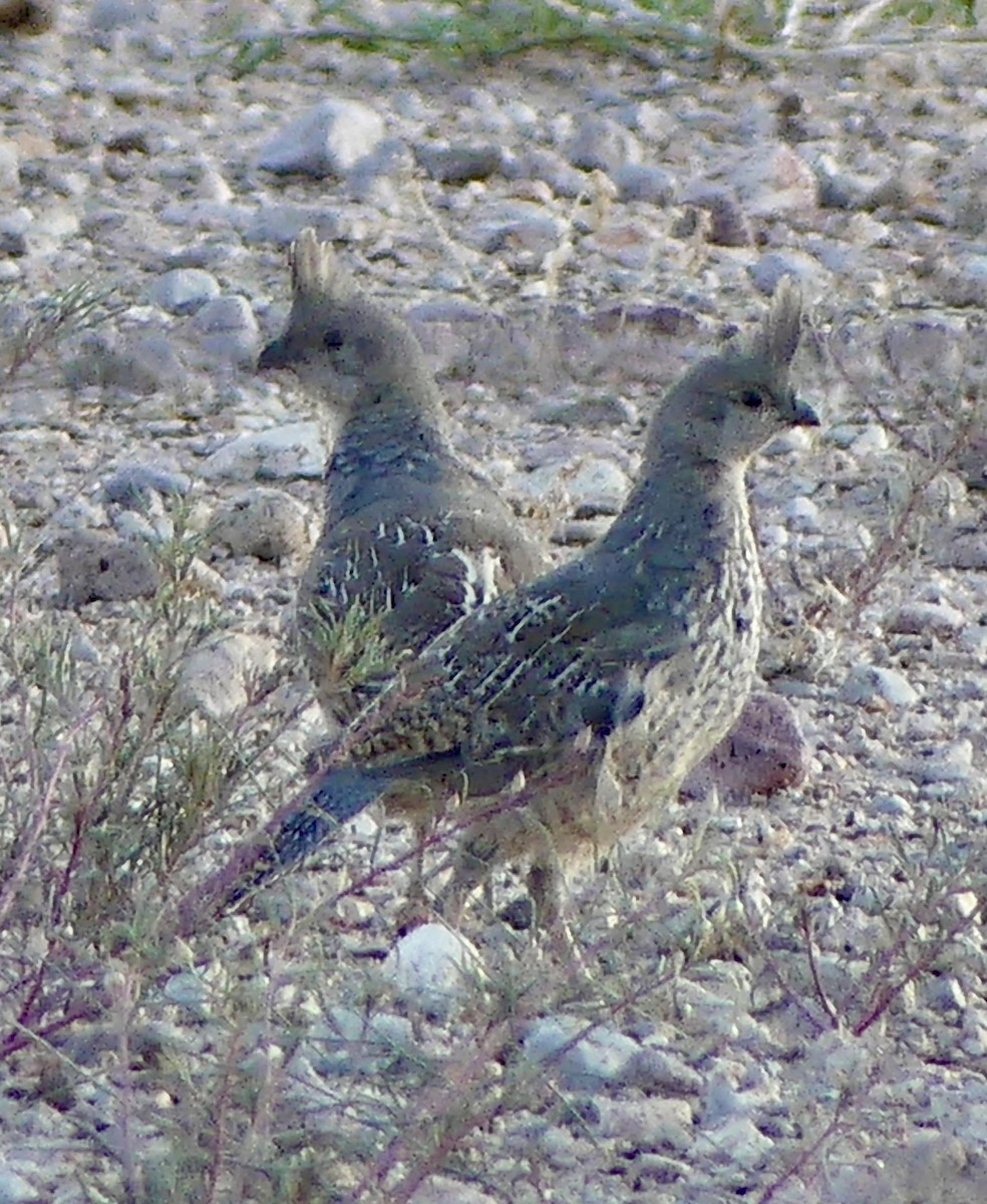 Scaled Quail - ML640850172