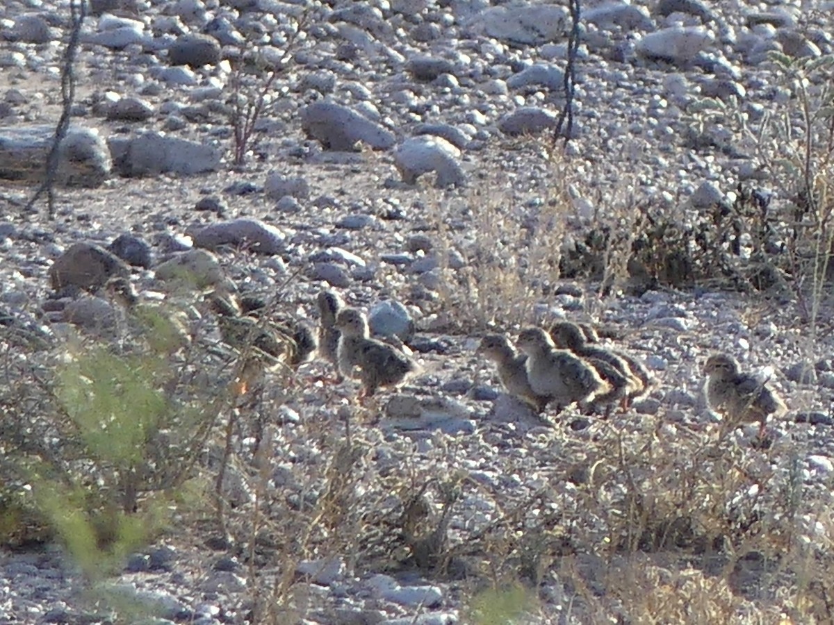Gambel's Quail - ML640850187