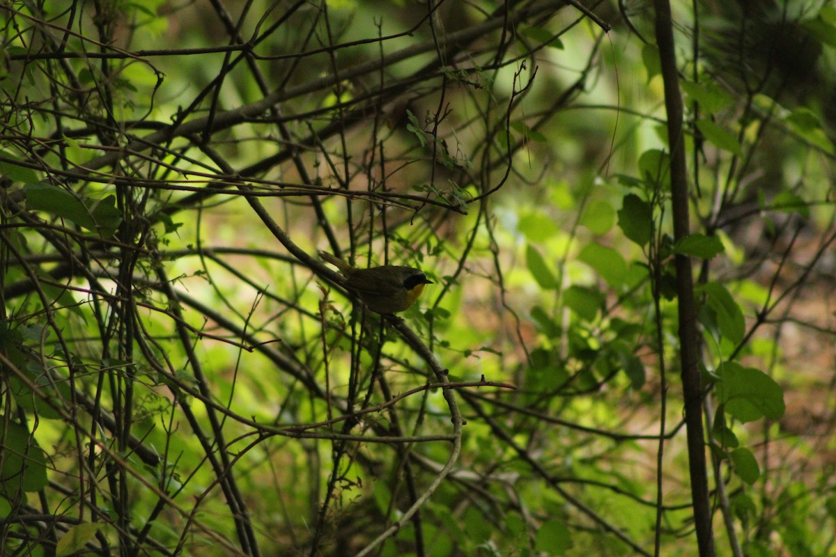 Common Yellowthroat - ML640850192