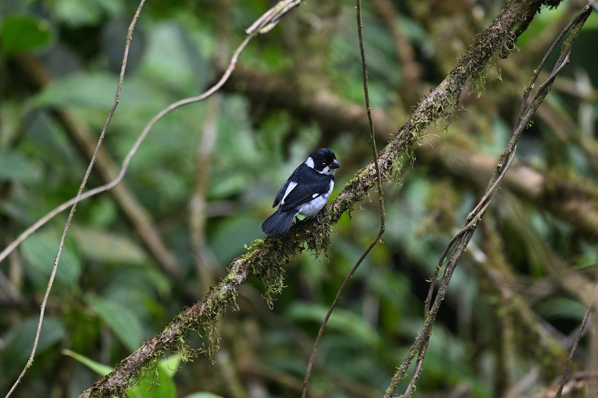 Variable Seedeater - ML640850195