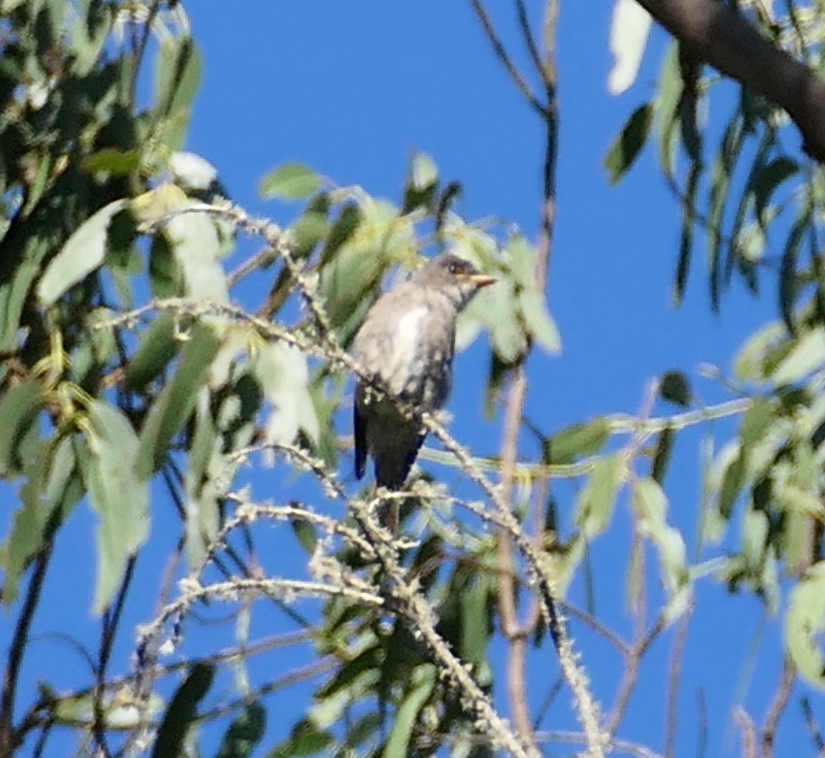 Olive-sided Flycatcher - ML640850196