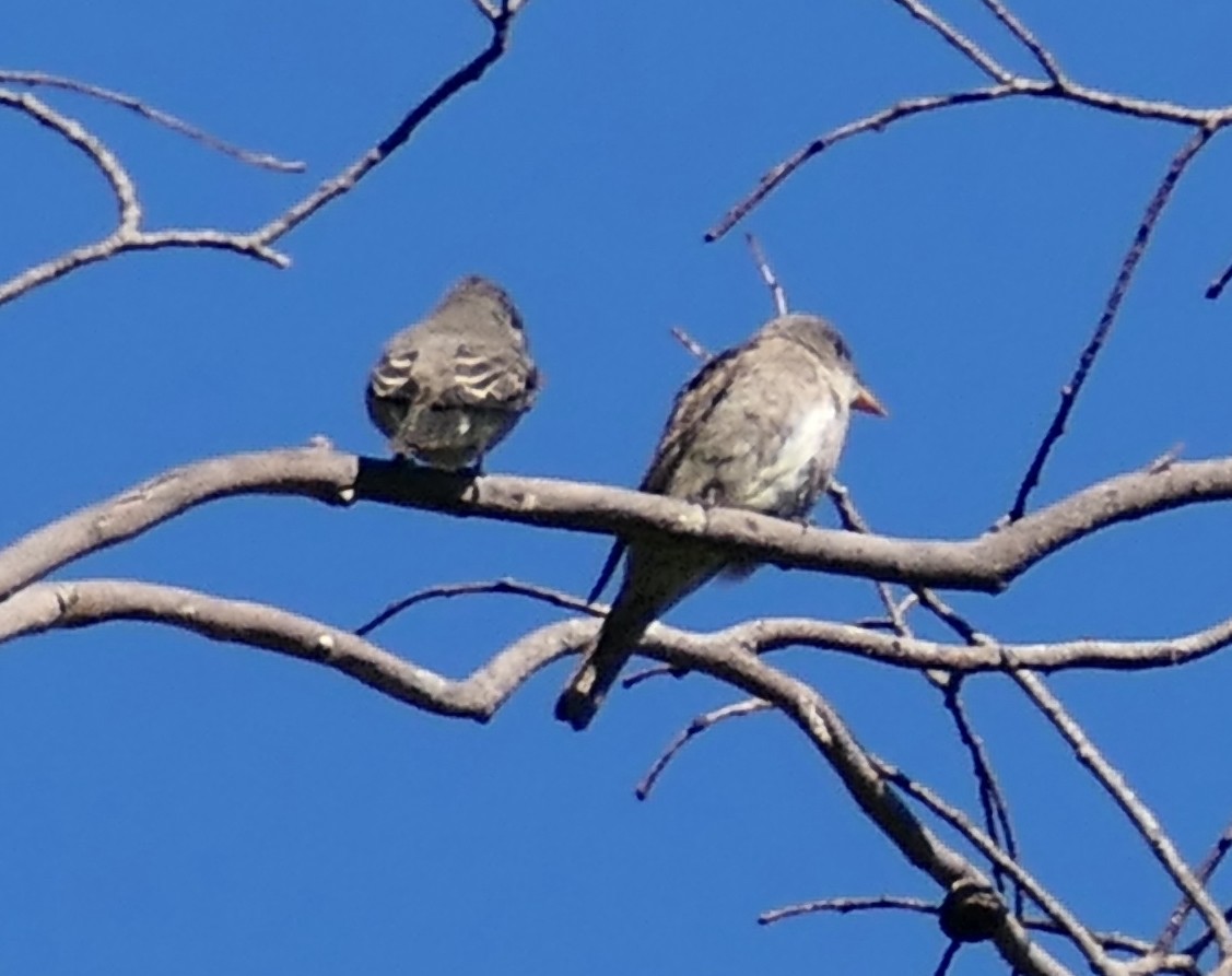 Olive-sided Flycatcher - ML640850198