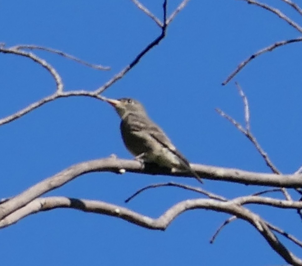 Olive-sided Flycatcher - ML640850202