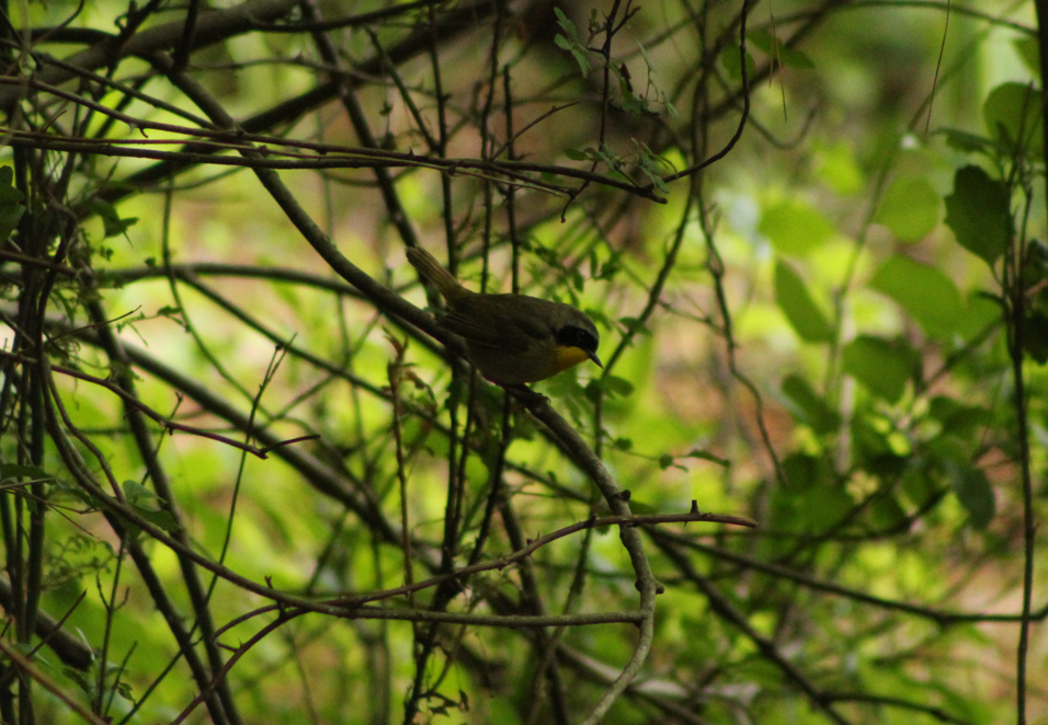 Common Yellowthroat - ML640850209