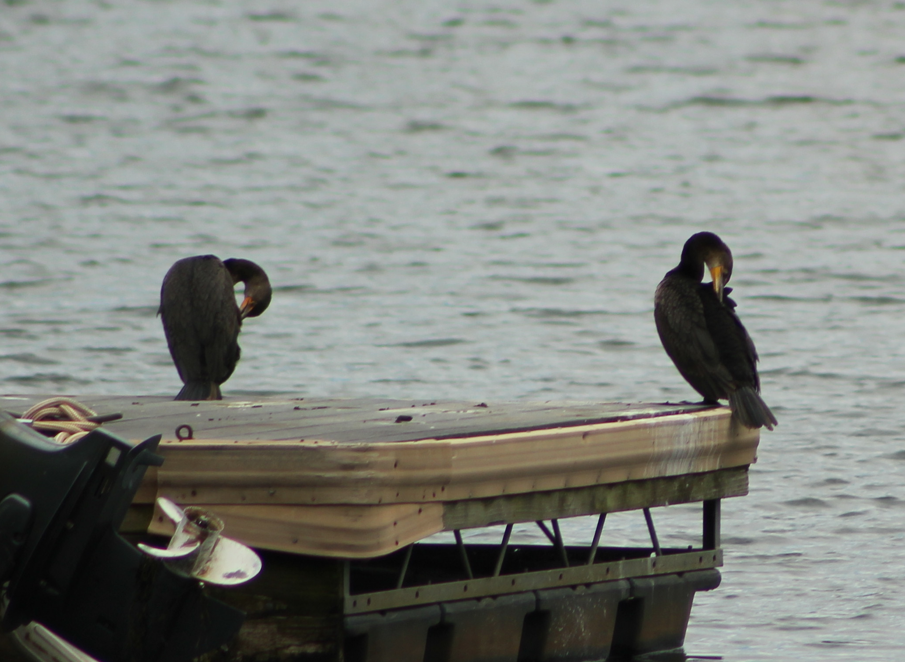 Double-crested Cormorant - ML640850217
