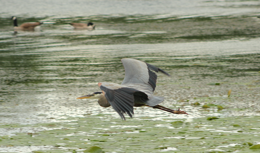 Great Blue Heron - ML640850242
