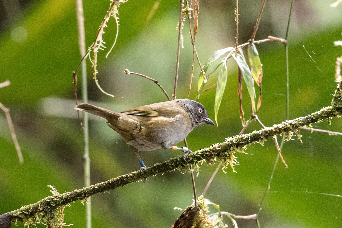 Dusky Chlorospingus - ML640850285