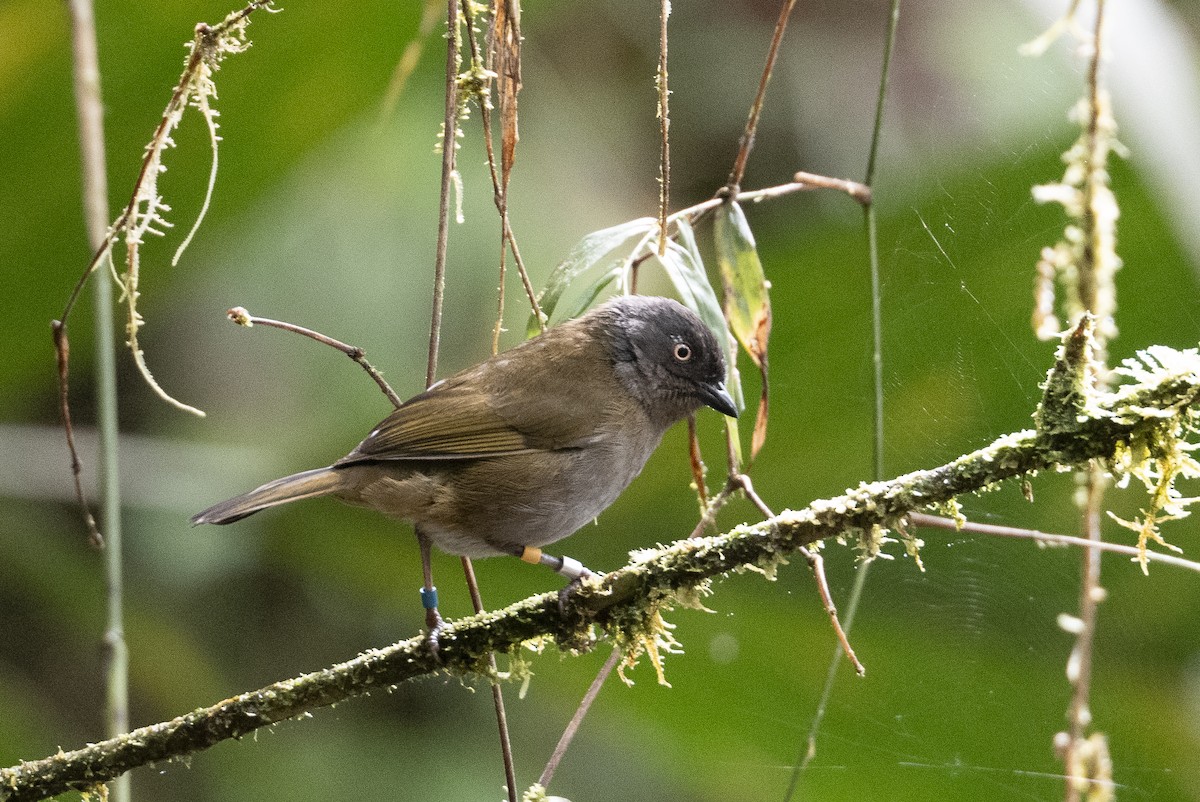 Dusky Chlorospingus - ML640850293