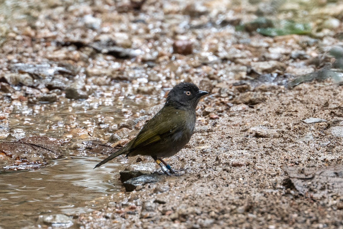 Dusky Chlorospingus - ML640850297