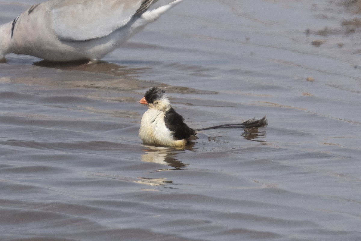 Shaft-tailed Whydah - ML640850320