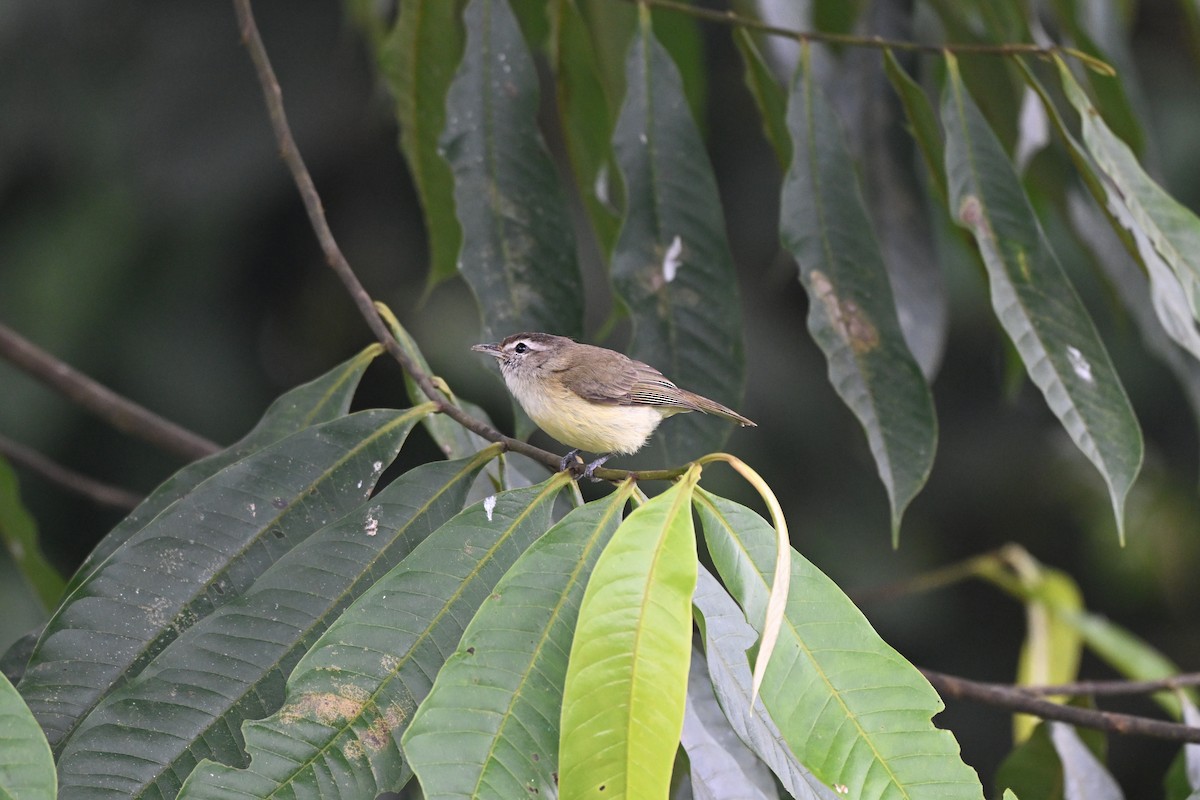 Braunkappenvireo - ML640850333