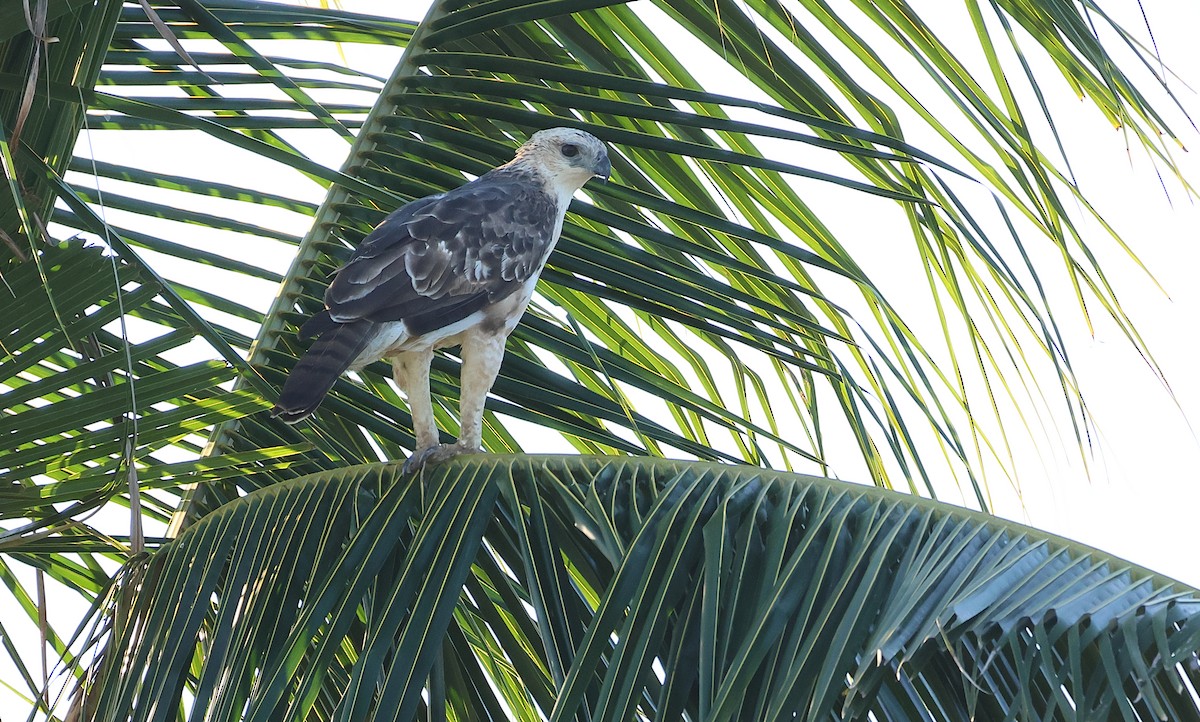 Changeable Hawk-Eagle (Changeable) - ML640850354