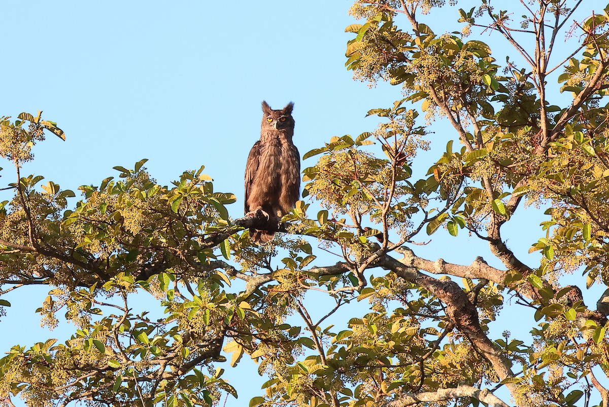 Dusky Eagle-Owl - ML640850357