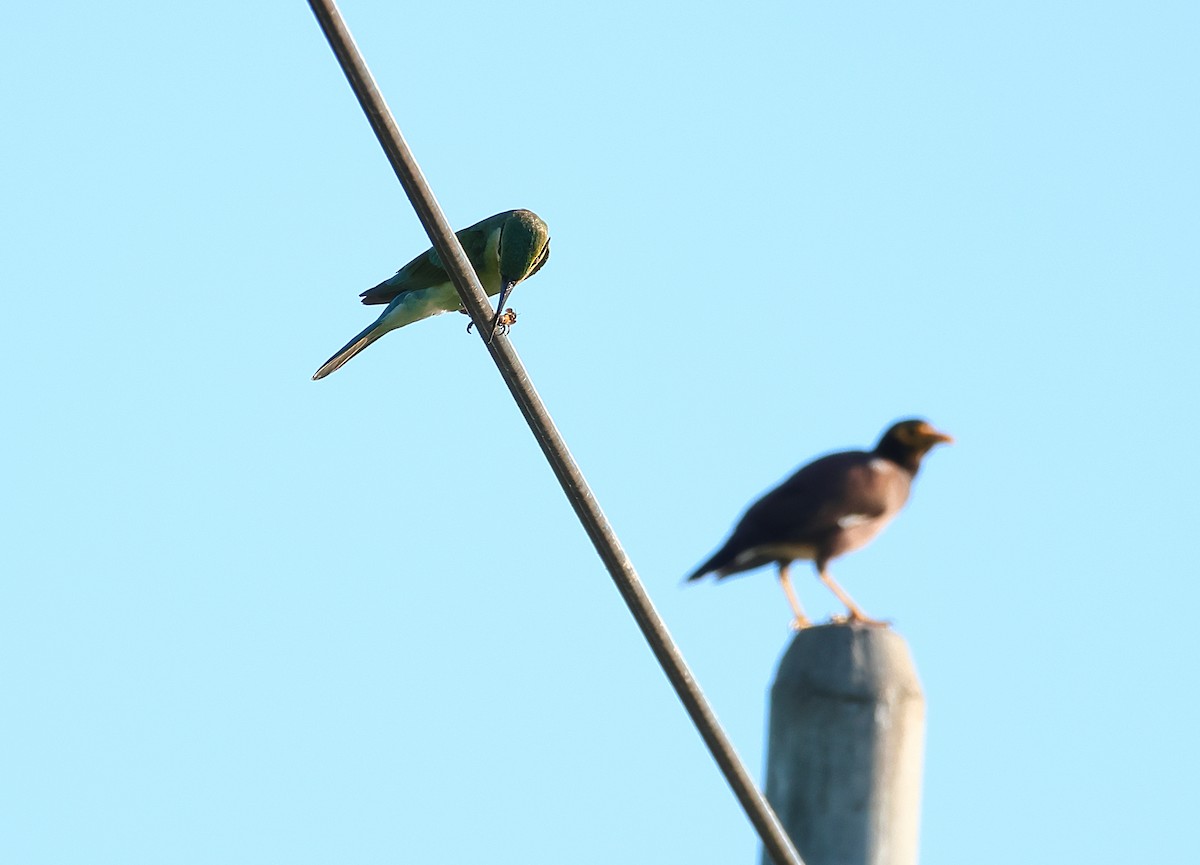 Blue-tailed Bee-eater - ML640850362