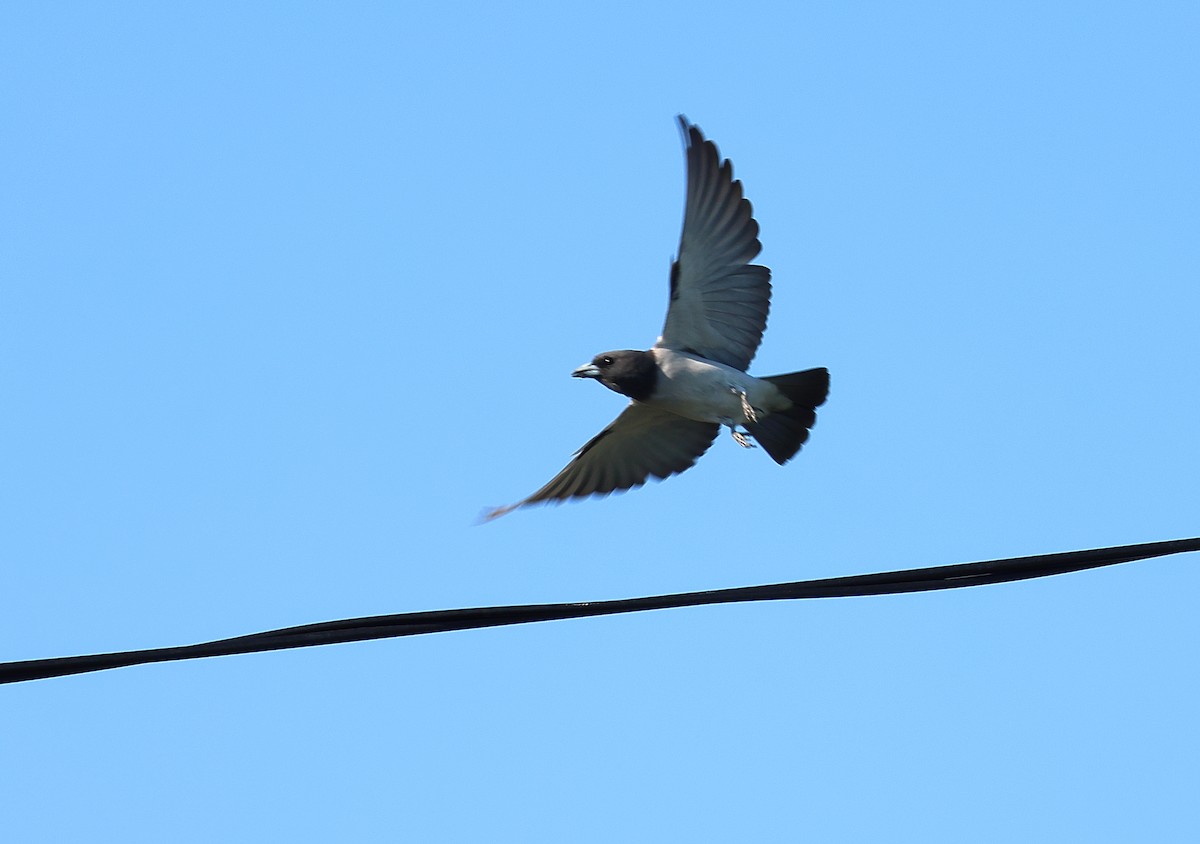 White-breasted Woodswallow - ML640850367