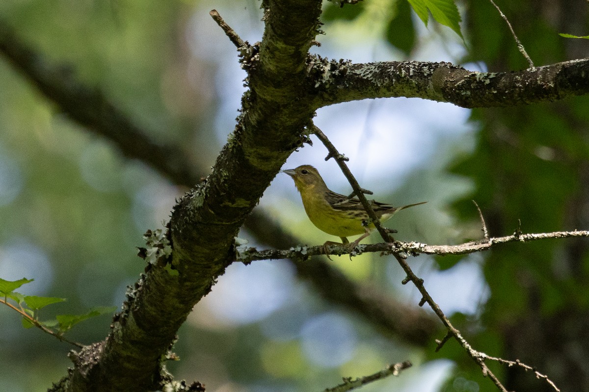 Yellow Bunting - ML640850371