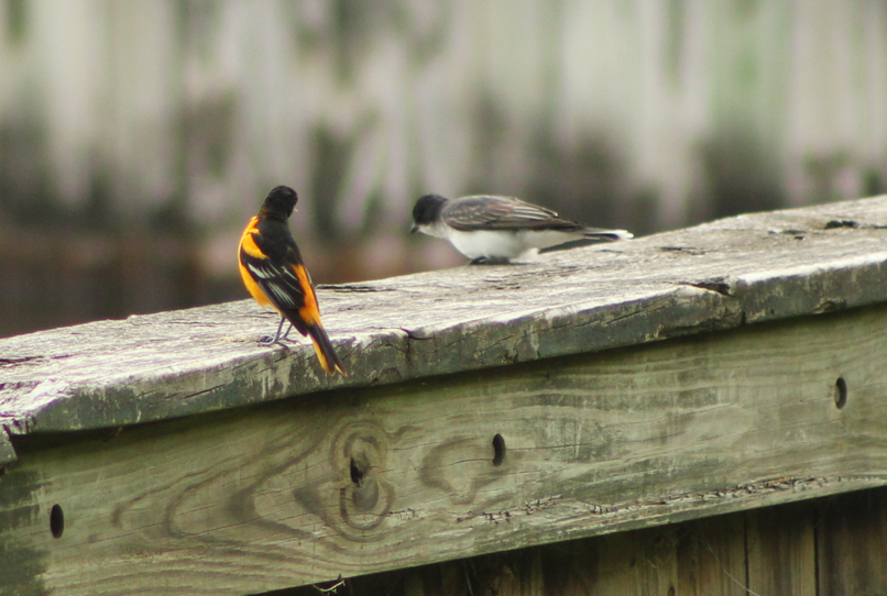 Baltimore Oriole - ML640850392