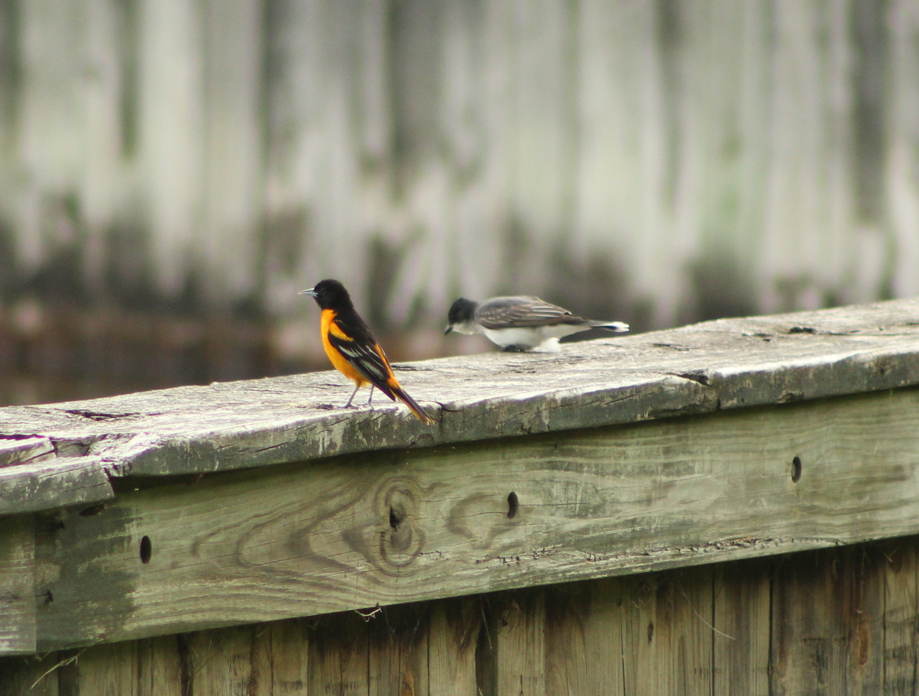 Baltimore Oriole - ML640850393
