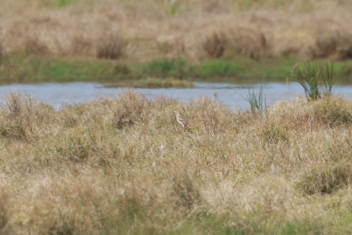 Australian Pipit - ML640850409