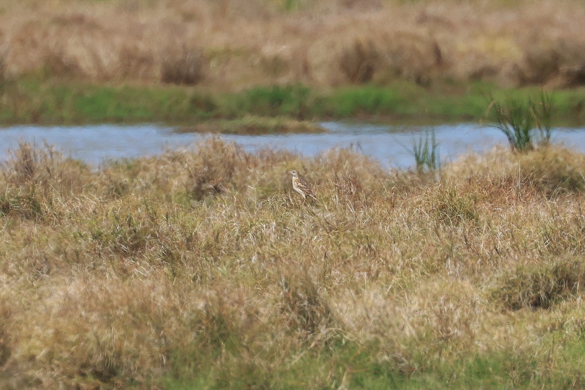 Australian Pipit - ML640850410